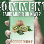 Comment mûrir des Kiwis : 5 astuces faciles pour obtenir des fruits mûrs à la perfection !